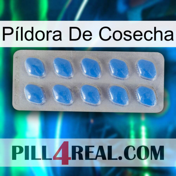 Píldora De Cosecha 22.jpg